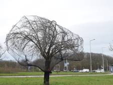 Waarom de bomen op het Jonkerbosplein met netten zijn ingepakt