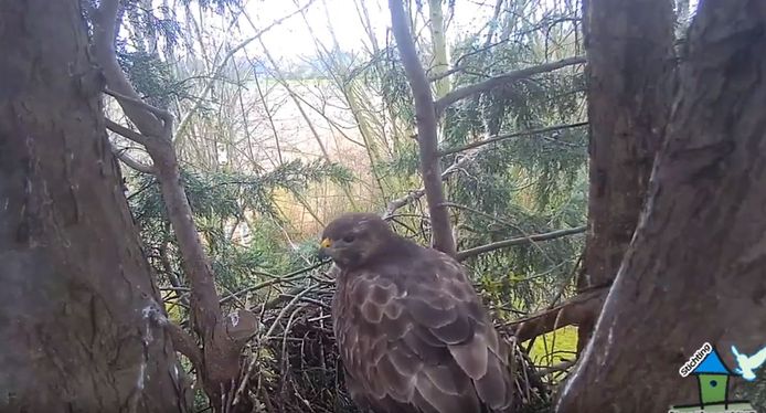 Nest van buizerd in Hoeksche Waard.