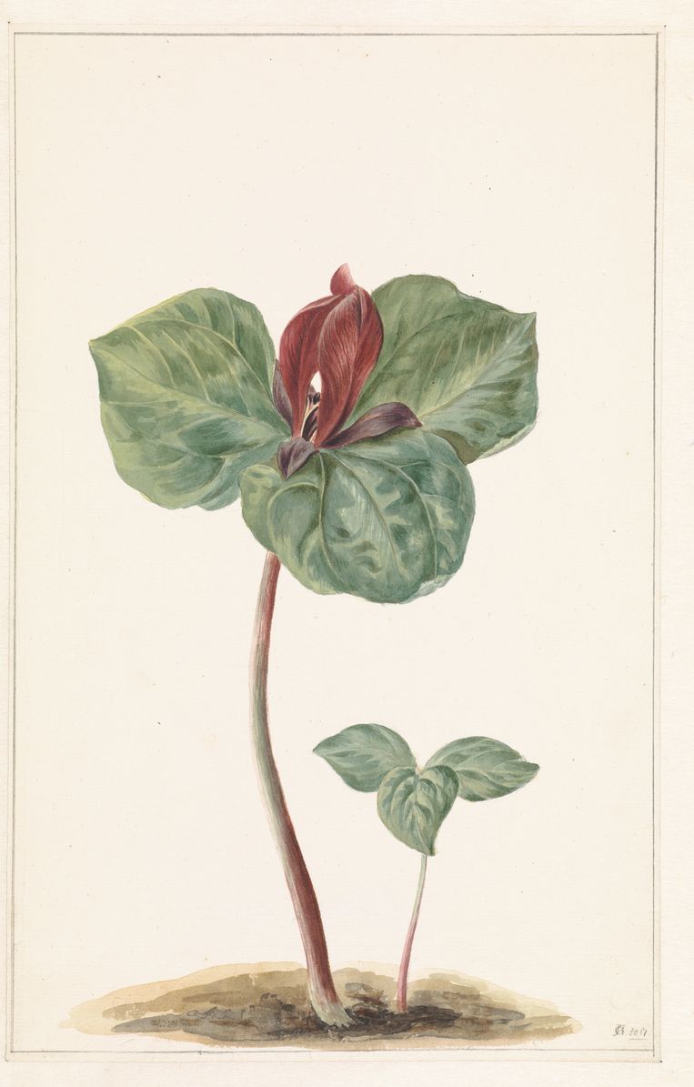 Trillium Trillium, 1817, anoniem. Beeld Rijksmuseum