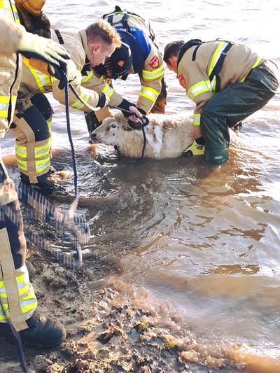 40 schapen verdronken in Nederrijn