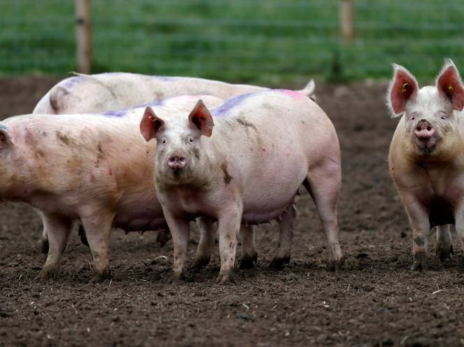 150.000 varkens mogelijk afgemaakt vanwege tekort aan slagers