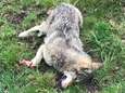 Tweede wolf in Vlaanderen doodgereden in Limburg