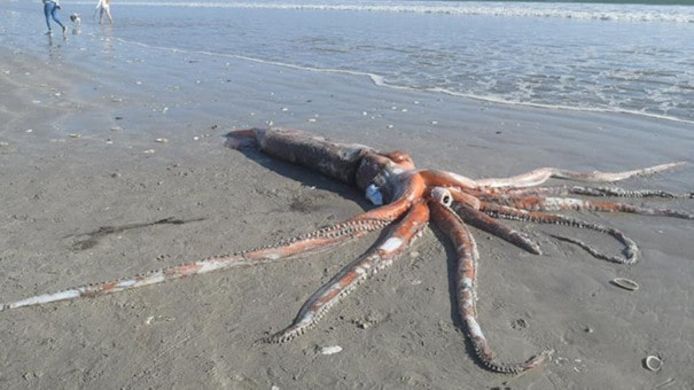 Un Calamar Geant De 330 Kilos Decouvert Sur Une Plage D Afrique Du Sud Insolite 7sur7 Be