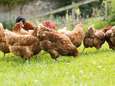 Ophokplicht voor pluimvee in het hele land