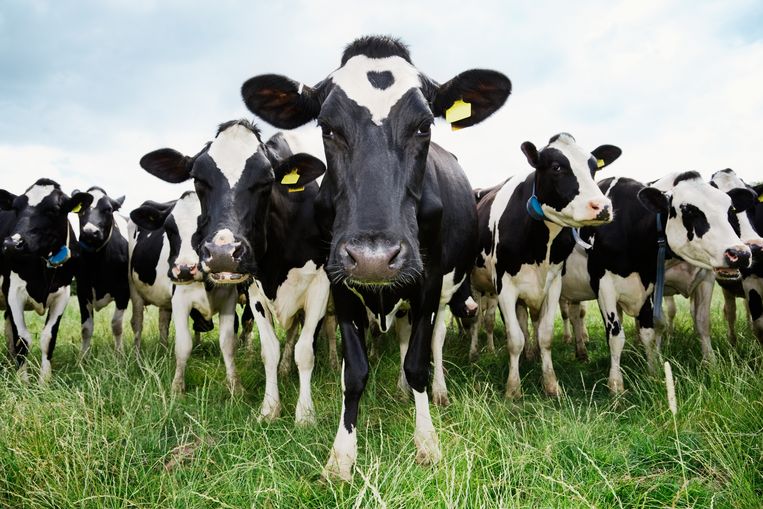 Ook voor de productie van rundvlees wordt de Nederlandse boer niet meer fatsoenlijk beloond. Beeld Getty Images
