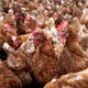 Meer kans op longontsteking nabij pluimveebedrijf