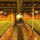 Politie doet inval op 'wietplantage' Hollands Hoop