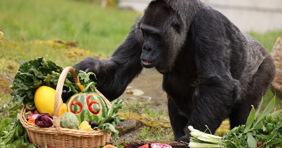 The world’s oldest gorilla is treated to a basket of fruits and vegetables on the occasion of her 66th birthday |  I feel good