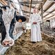 Verdwijnt de abdijkaas van Averbode? Stikstofakkoord bedreigt eeuwenoud melkveebedrijf