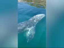 Une baleine grise repérée dans la baie de Naples, une observation (très) rare en Méditerranée
