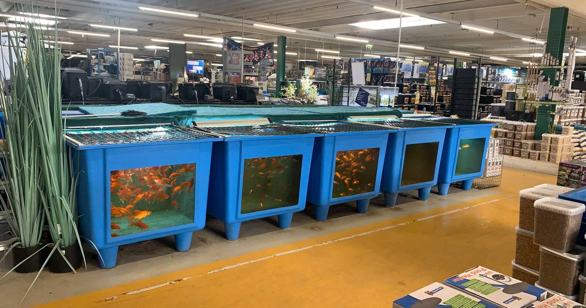 Smerige bakken en aquaria met dode vissen: Roy uit Kampen ‘kan het niet langer aanzien’ en stapt naa