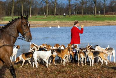 Slipjacht in Beltrum: ruiters, paarden en honden trekken bekijks