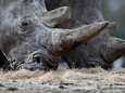 Meisje (2) valt in neushoornverblijf tijdens bezoek aan dierentuin in Florida