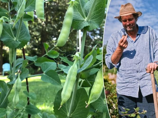 Wim Lybaert vertelt hoe je zelf erwten kweekt: “Er zijn geen gemakkelijkere groenten om te zaaien”