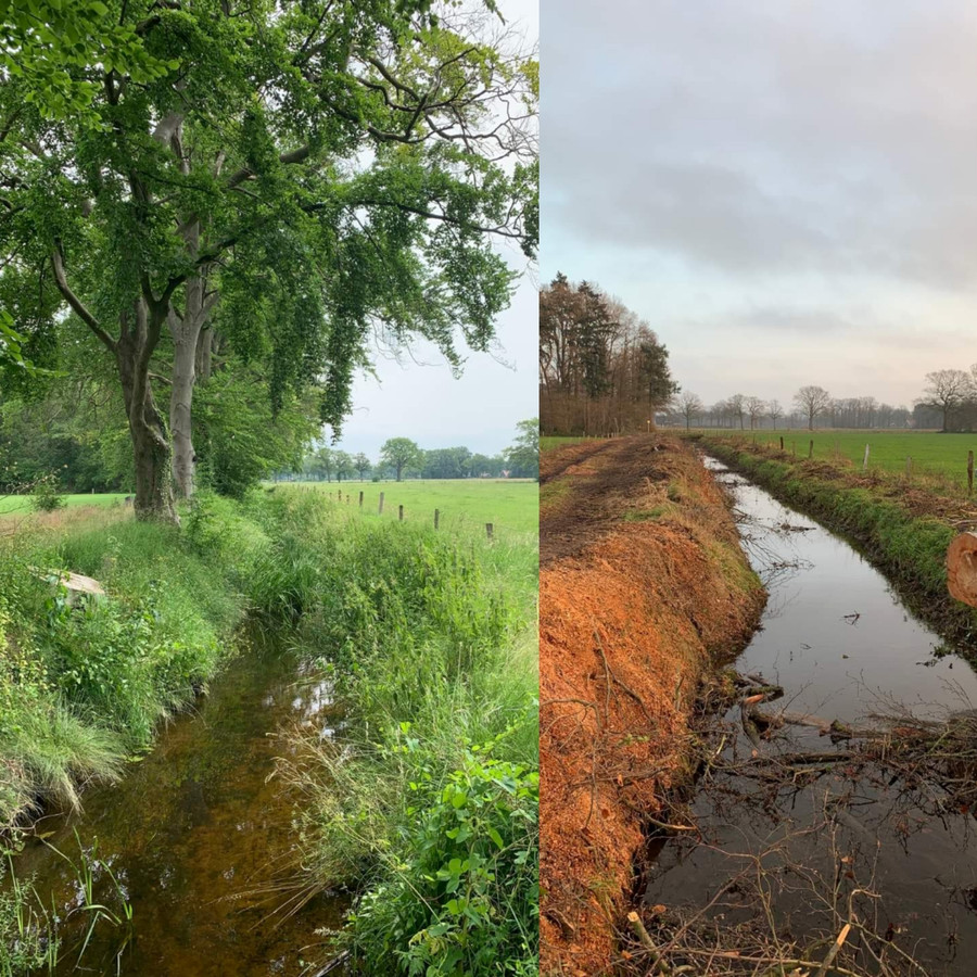 Foutje bedankt: 72 beuken illegaal gekapt: ’Het mooiste laantje van ...