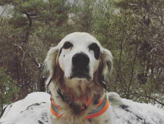 Heldhaftige hond sterft nadat hij leven van baasjes redt tijdens wandeling