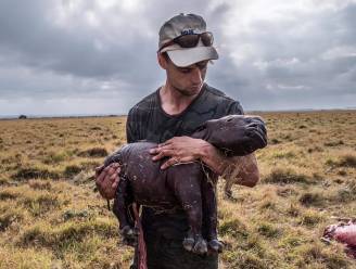 “Ze stierf een extreem pijnlijke dood”: hartverscheurende foto toont ongeboren kalfje van neushoorn die met kogels doorzeefd werd