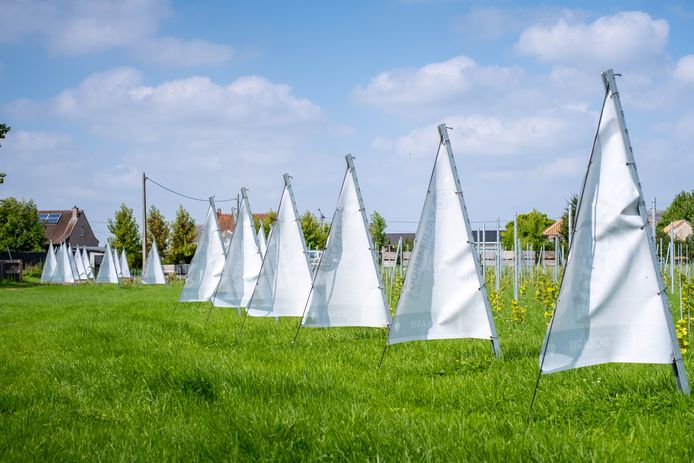 De wijngaard telt enkele wijnstraten, die worden aangegeven met een vlag.