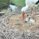 Ooievaarskroost veilig in Artis krijgen is nog een hele klus