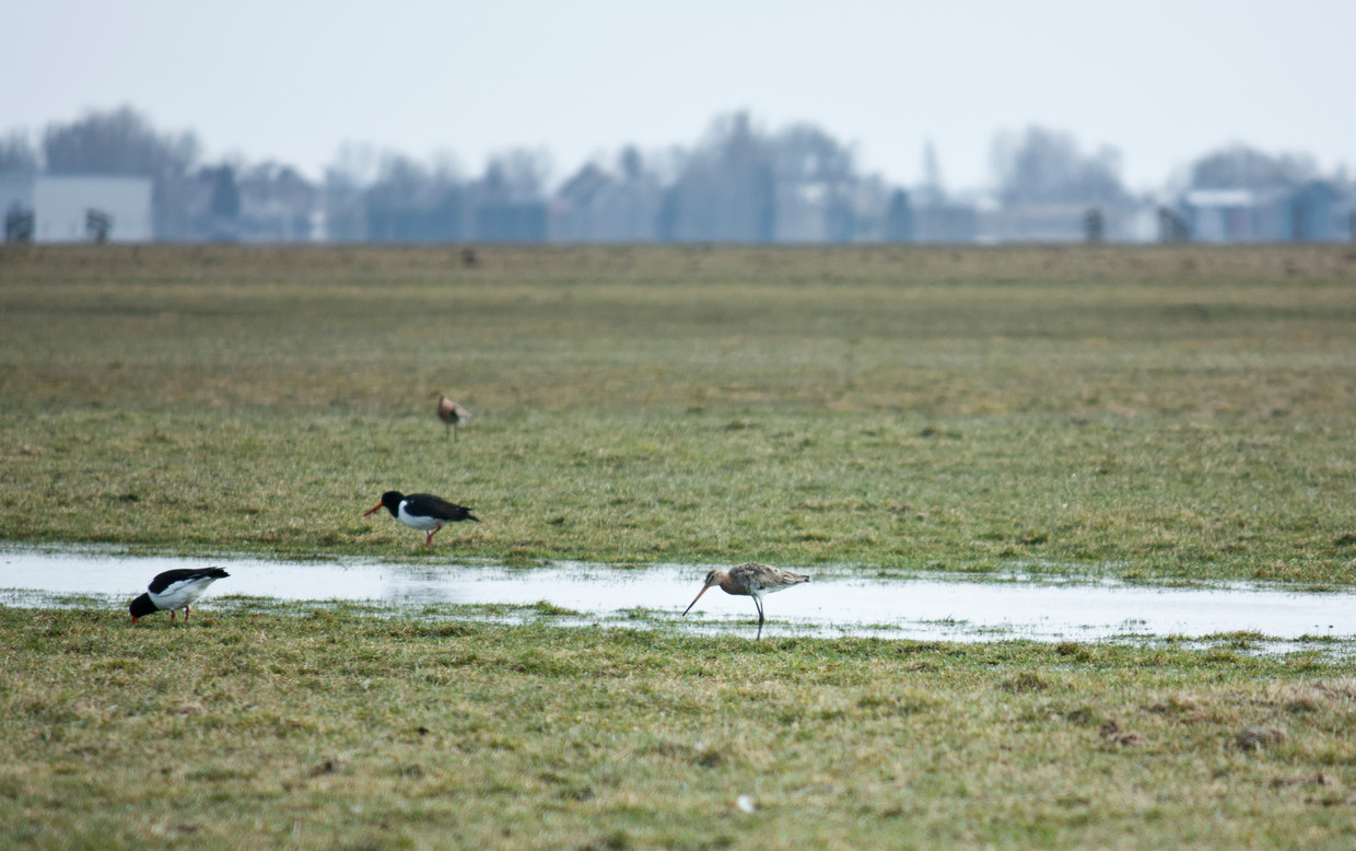 Scholeksters en een grutto (rechts) in de Ronde Hoep. Beeld Florantijn van Spronsen