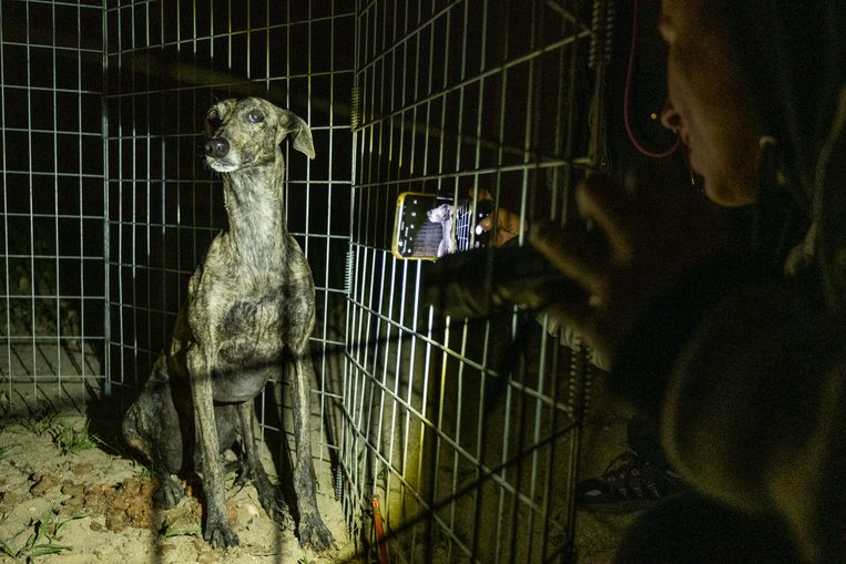 Bimba, een jonge windhond gedumpt door jagers, is net door Lara Mena Amo van SOS Rescue gevangen is genomen. Zij zal de hond verzorgen en ter adoptie aanbieden, hoogstwaarschijnlijk ergens in het buitenland. Beeld Eline van Nes