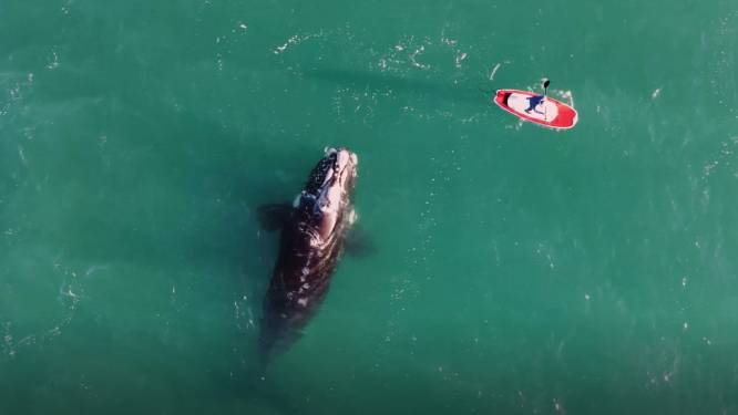 Un amateur de paddle surpris par une énorme baleine