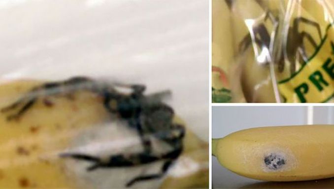 Elle Trouve Une Araignee Mortelle Dans Ses Bananes Monde 7sur7 Be