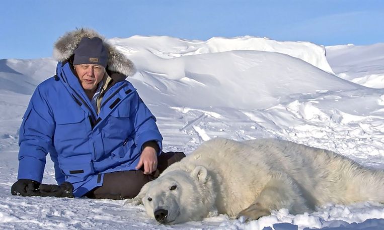 David Attenborough in Frozen Planet. De ijsbeer is verdoofd voor onderzoek.