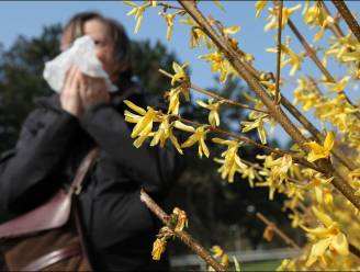 Nog nooit zoveel pollen in onze lucht als dit jaar