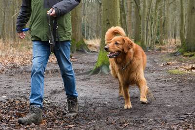 Blijven honden toch welkom in het Ulvenhoutse Bos? ‘We doen onderzoek naar extra alternatief’