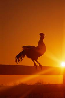 Le chant du coq déchaîne (à nouveau) les passions en France