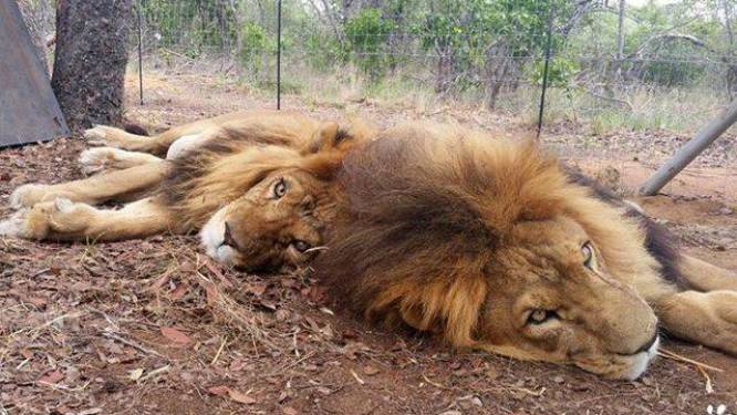 Als circusleeuwen werden ze gered, om nu vermoord te worden door stropers
