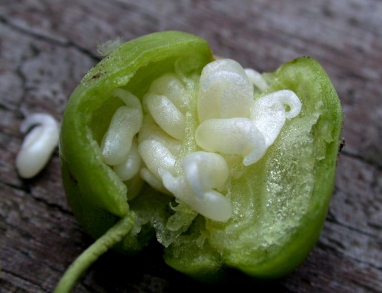 Zaaddoosje met 'mieren­broodjes' Beeld Image Select