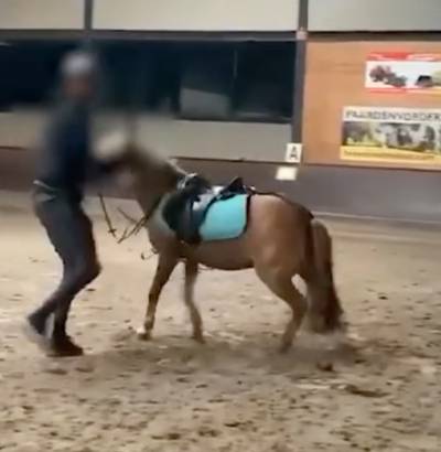 Paardrijleraar die pony mishandelt in Peer krijgt doodsbedreiging: parket start onderzoek