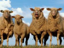 ‘Deze boer heeft zijn schaapjes op het droge’