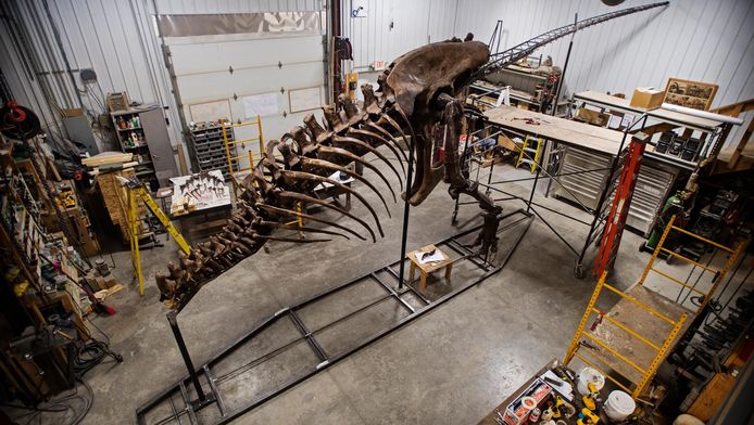 Het skelet van T-rex Trix in de VS.