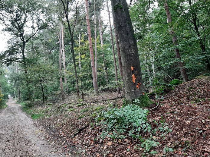De plek in het bos waar de motorrijder verongelukte in het bos bij Braamt.