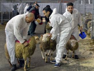 Onverdoofd slachten verboden vanaf 2019