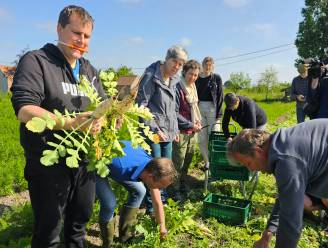 Bioboerderij Busschots schenkt deel van de oogst aan het goede doel