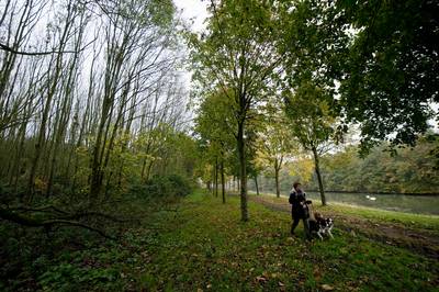 Inwoner Neder-Betuwe heeft verstand van bomen en ziet ze ook als handelswaar