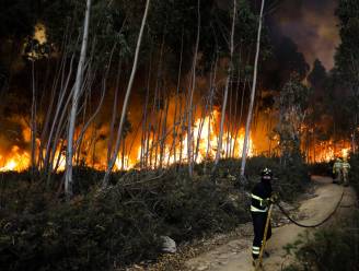 Bosbranden hebben al meer dan 700.000 hectare bos verwoest in Europa