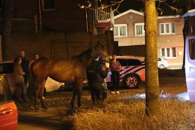KIJK. 22 paarden ontsnappen uit manege, dieren worden vijf kilometer verderop gevangen
