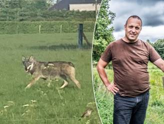 De Westhoekwolf gaat boel zoeken in Limburg: “Hij zal snel ontdekken dat bossen hier te klein zijn voor hem”