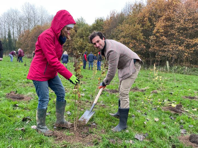 Medewerkers van DKV Belgium en ERGO Insurance hebben vrijdag 1.000 bomen aangeplant in het Tortelboombos in Aspelare.