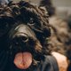 Het hondenleven van de dierenarts: één dag meedraaien in de praktijk en je voelt de burn-out naderen