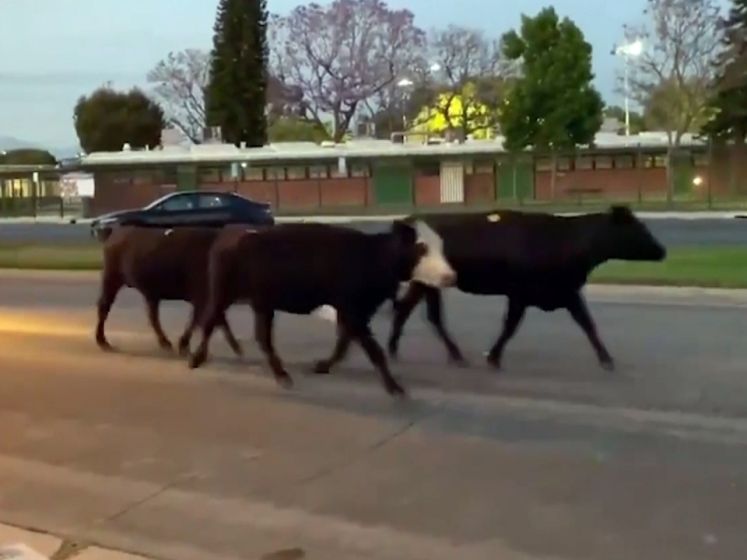 Horde van 40 koeien ontsnapt uit slachthuis, twee gewonden