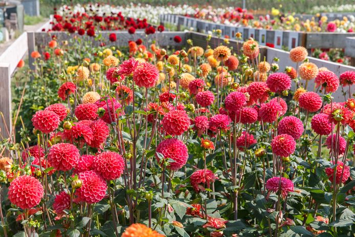 Dit is waarvan elke dahliakweker droomt: een zee van bloemen in de mooiste kleuren.