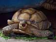Schildpaddenkwekerij 'Schild en Vriend' krijgt haatmails