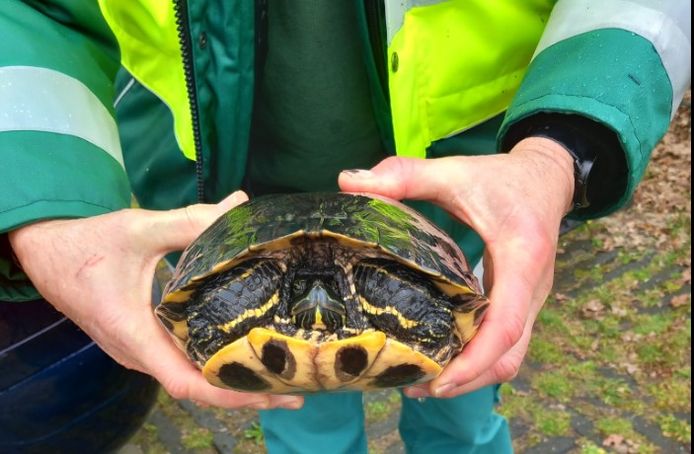 De schildpad die werd gevonden in de vijver aan de Mondriaanlaan in Wageningen