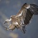 Veel gieren in ons land: hebt u de roofvogels al gespot?